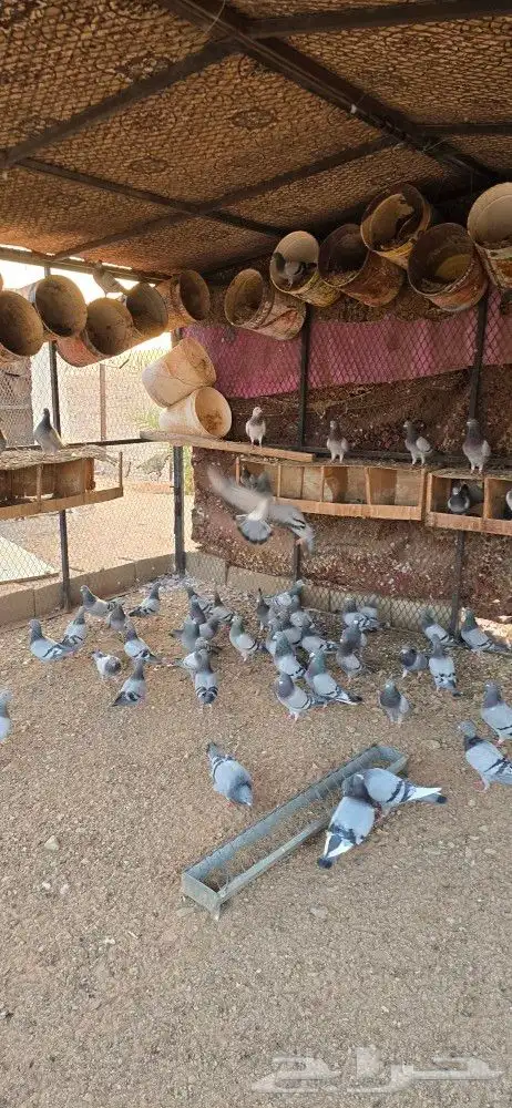 للبيع حمام زاجل 4