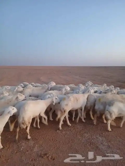 غنم حريات حرش دفيع و متابيع بفحلها مراح واحد 21