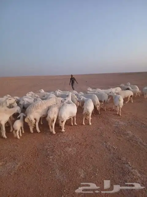 غنم حريات حرش دفيع و متابيع بفحلها مراح واحد 26