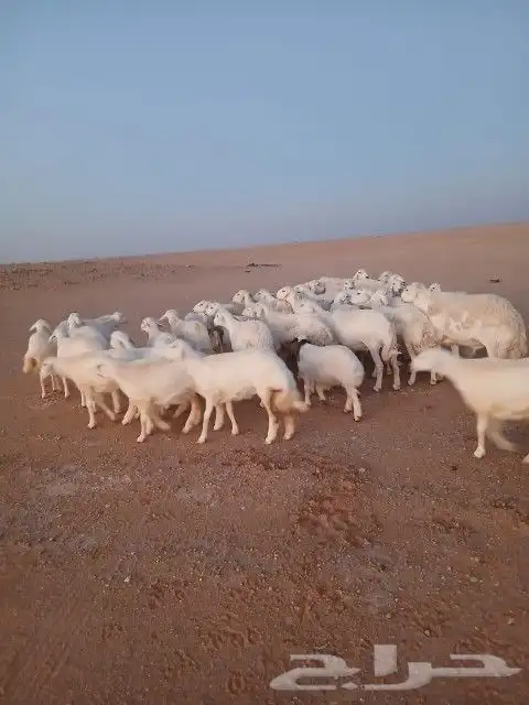 غنم حريات حرش دفيع و متابيع بفحلها مراح واحد 13