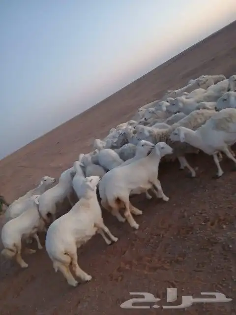 غنم حريات حرش دفيع و متابيع بفحلها مراح واحد 6