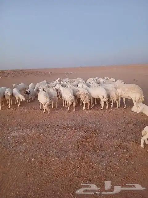 غنم حريات حرش دفيع و متابيع بفحلها مراح واحد 16