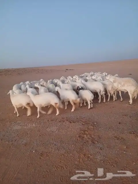 غنم حريات حرش دفيع و متابيع بفحلها مراح واحد 15