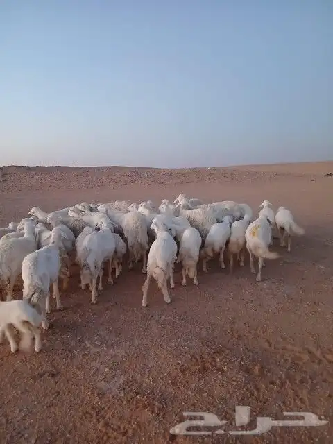 غنم حريات حرش دفيع و متابيع بفحلها مراح واحد 22