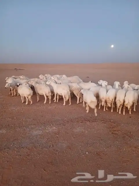 غنم حريات حرش دفيع و متابيع بفحلها مراح واحد 19