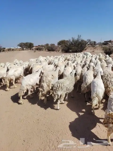 غنم حريه حرش مراح وحد قطعه وحده العداد 100الغنم طيبه 3