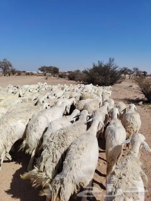 غنم حريه حرش مراح وحد قطعه وحده العداد 100الغنم طيبه 5