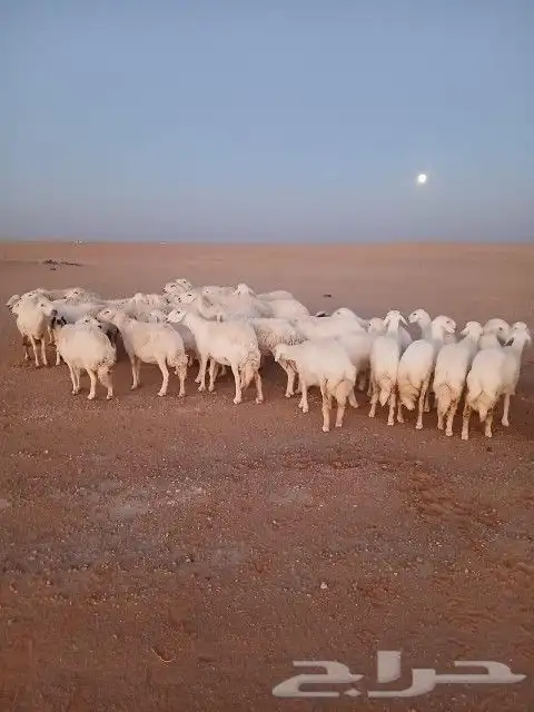 غنم حريات حرش دفيع و متابيع بفحلها مراح واحد 23