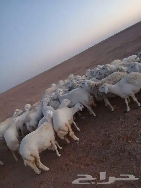 غنم حريات حرش دفيع و متابيع بفحلها مراح واحد 7