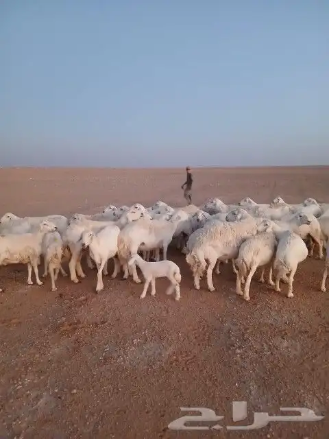 غنم حريات حرش دفيع و متابيع بفحلها مراح واحد 24
