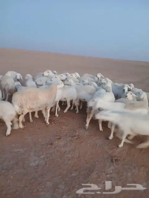 غنم حريات حرش دفيع و متابيع بفحلها مراح واحد 0