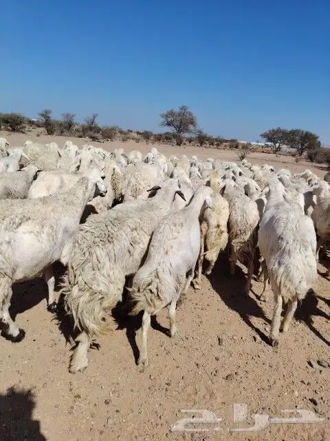 غنم حريه حرش مراح وحد قطعه وحده العداد 100الغنم طيبه 2