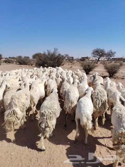 غنم حريه حرش مراح وحد قطعه وحده العداد 100الغنم طيبه 0