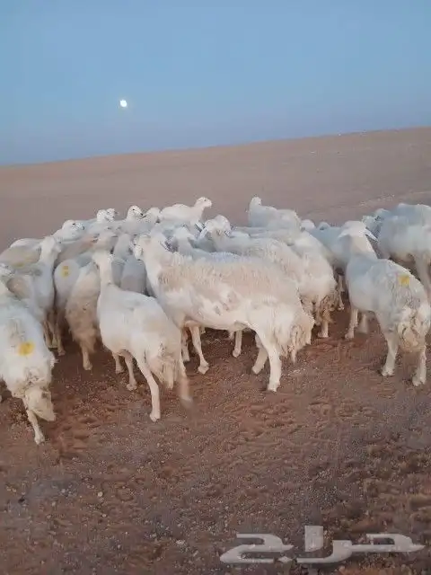 غنم حريات حرش دفيع و متابيع بفحلها مراح واحد 3