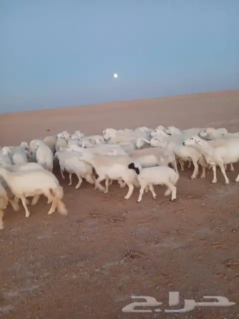 غنم حريات حرش دفيع و متابيع بفحلها مراح واحد 1