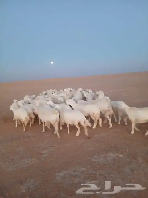 غنم حريات حرش دفيع و متابيع بفحلها مراح واحد 10