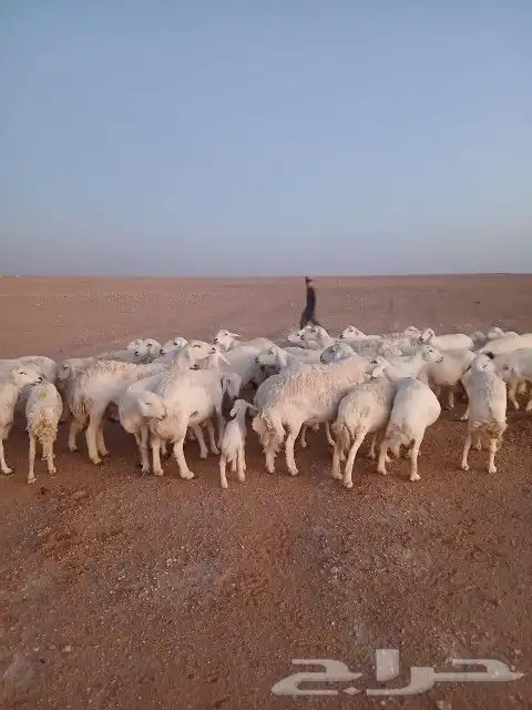 غنم حريات حرش دفيع و متابيع بفحلها مراح واحد 25