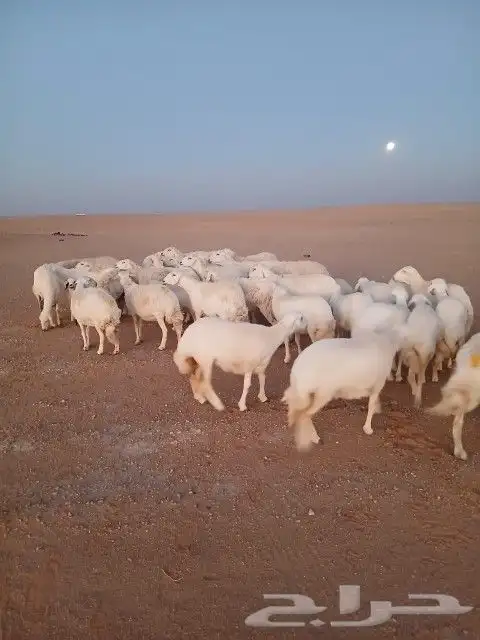 غنم حريات حرش دفيع و متابيع بفحلها مراح واحد 18