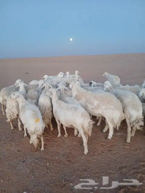 غنم حريات حرش دفيع و متابيع بفحلها مراح واحد 4