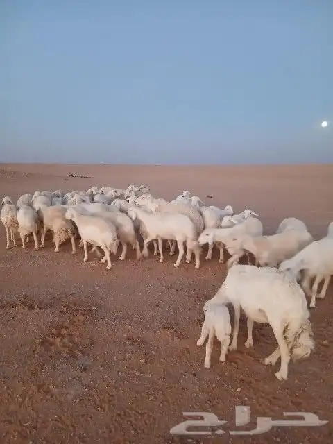 غنم حريات حرش دفيع و متابيع بفحلها مراح واحد 12