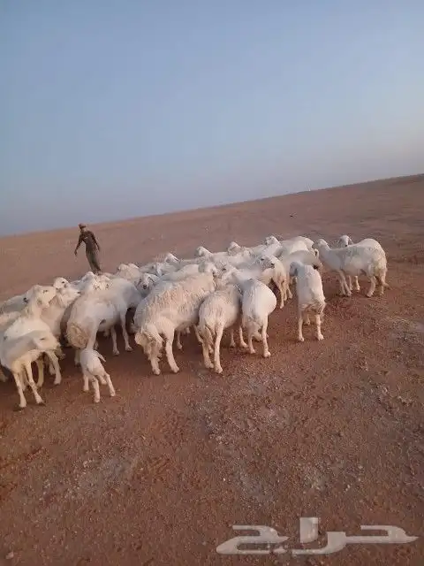 غنم حريات حرش دفيع و متابيع بفحلها مراح واحد 27