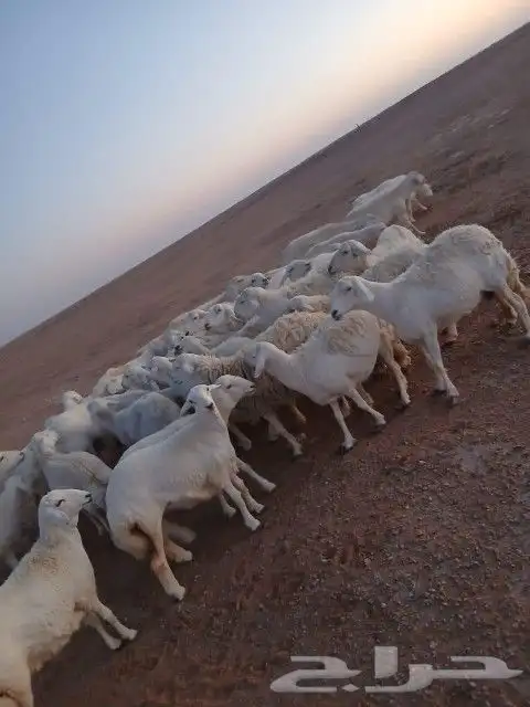 غنم حريات حرش دفيع و متابيع بفحلها مراح واحد 9