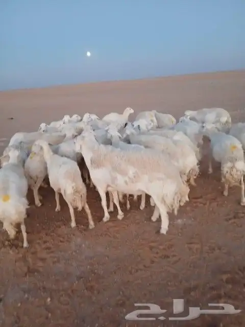 غنم حريات حرش دفيع و متابيع بفحلها مراح واحد 8