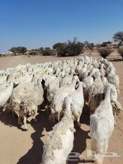 غنم حريه حرش مراح وحد قطعه وحده العداد 100الغنم طيبه 4