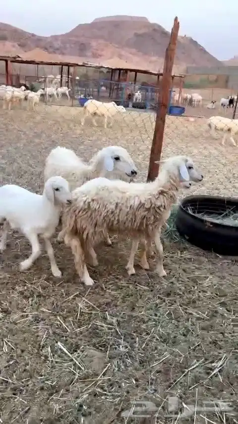 ثلاث رخال جذعات جروم طيبه من 1050 الي يبغى يقني ولا يذبح 2