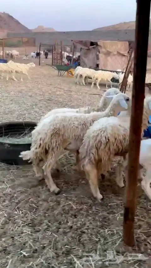 ثلاث رخال جذعات جروم طيبه من 1050 الي يبغى يقني ولا يذبح 0