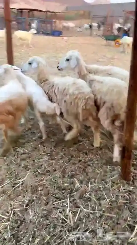 ثلاث رخال جذعات جروم طيبه من 1050 الي يبغى يقني ولا يذبح 1