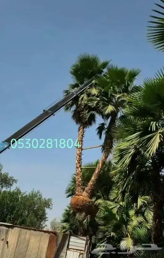 نخل واشنطني 0