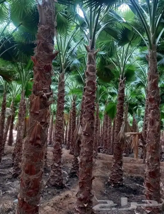 نخل واشنطني وشنطن واشنطوانيا زينه للبيع 0