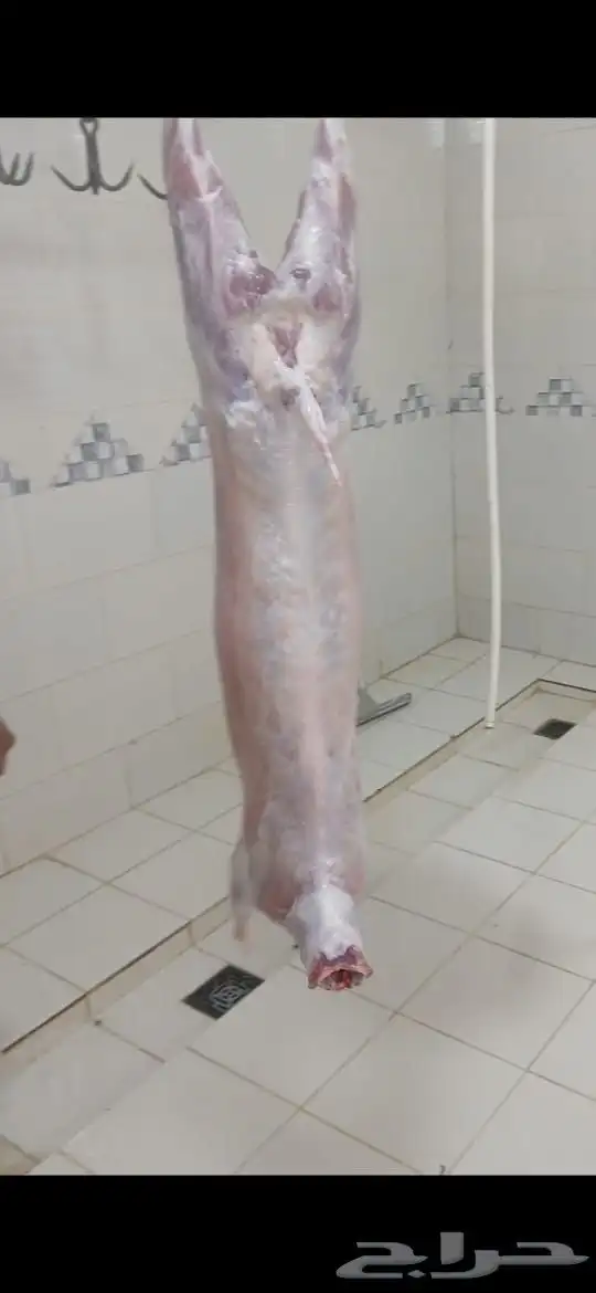 ذبايح للبيع 4