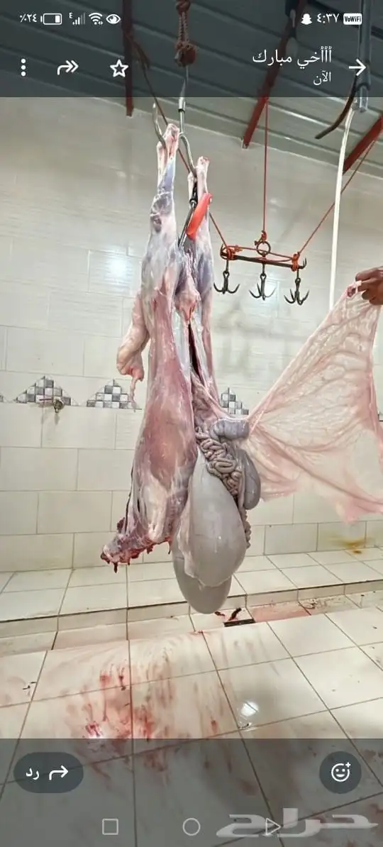 ذبايح للبيع 1