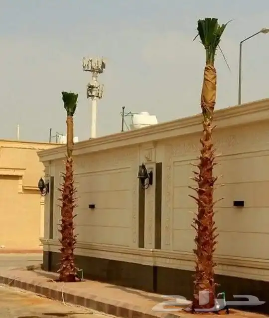 نخل واشنطني وشنطن واشنطوانيا زينه للبيع 3