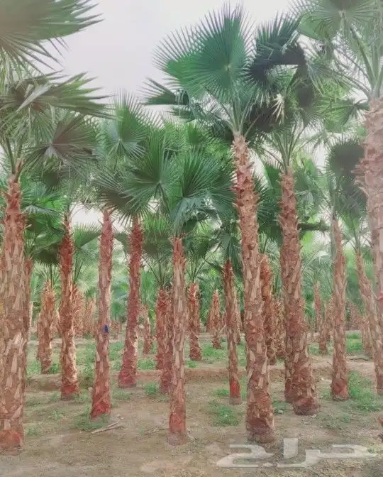 نخل واشنطني وشنطن واشنطوانيا زينه للبيع 6