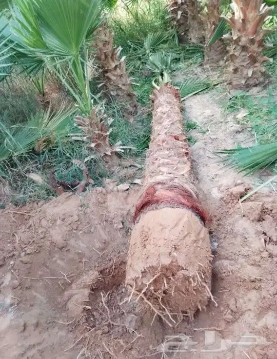 نخل واشنطني وشنطن واشنطوانيا زينه للبيع 5