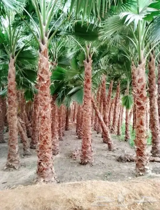 نخل واشنطني وشنطن واشنطوانيا زينه للبيع 4