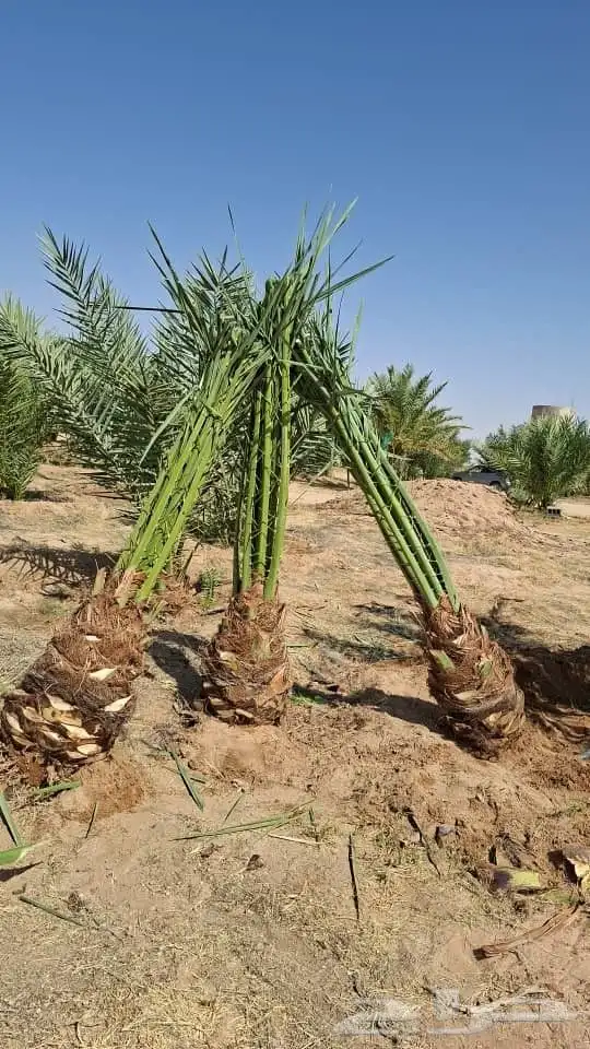 اسلام عليكم توجد الدين نخل فسيل وتوجد جميع النوع وجميع المقس 0