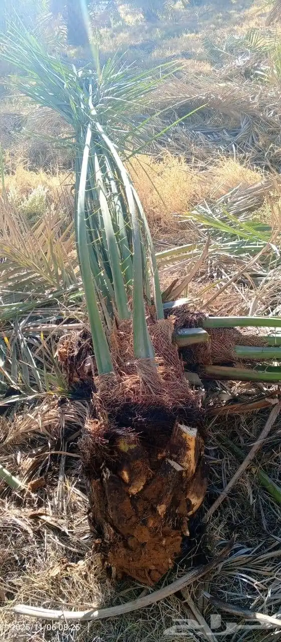 يوجد لدينا جميع انواع النخيل والتوصيل الا جميع أنحاء الممل 0