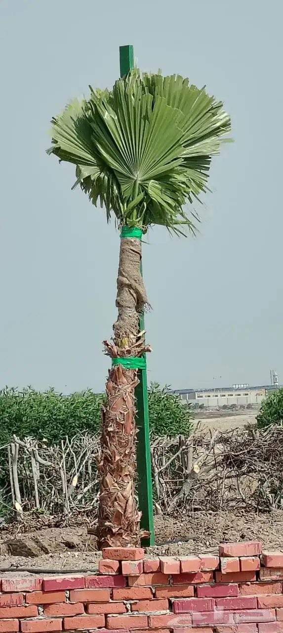 نخل للبيع عربي وزينه واشنطني ونارجين وملوكي 9