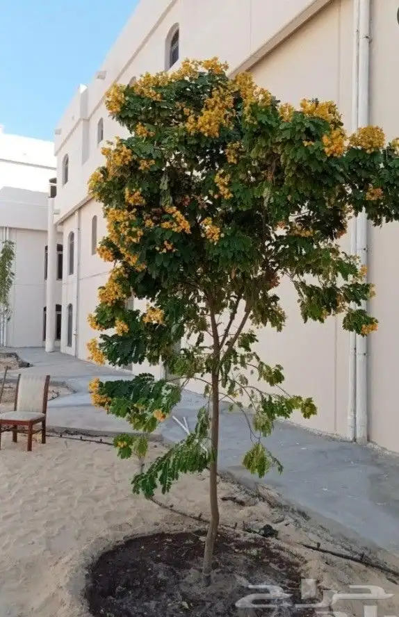 مزارع ومنسق حدائق 2