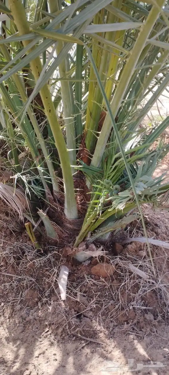 جثايث سكري نخل القصيم نخيل القصيم صقعي مجدول عجوه ونانه لبان 2