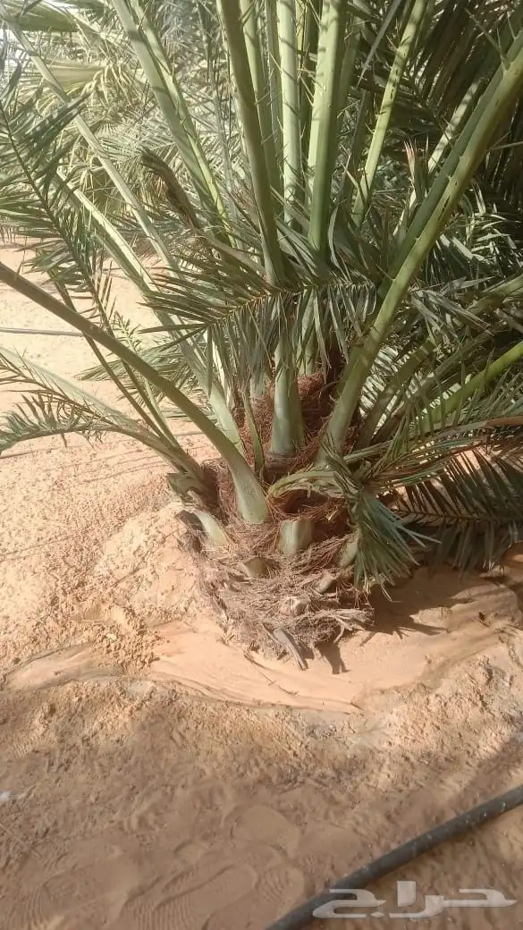 جثايث سكري نخل القصيم نخيل القصيم صقعي مجدول عجوه ونانه لبان 0