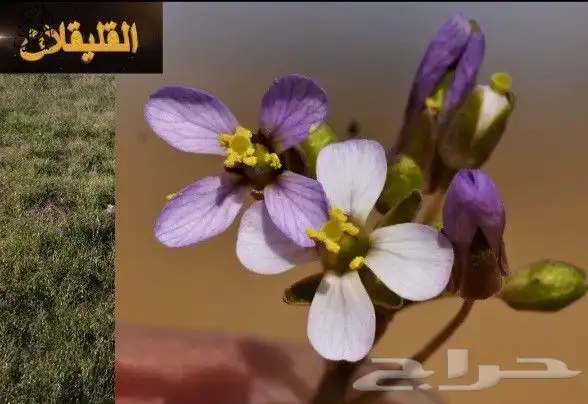 بذور القليقلان 5