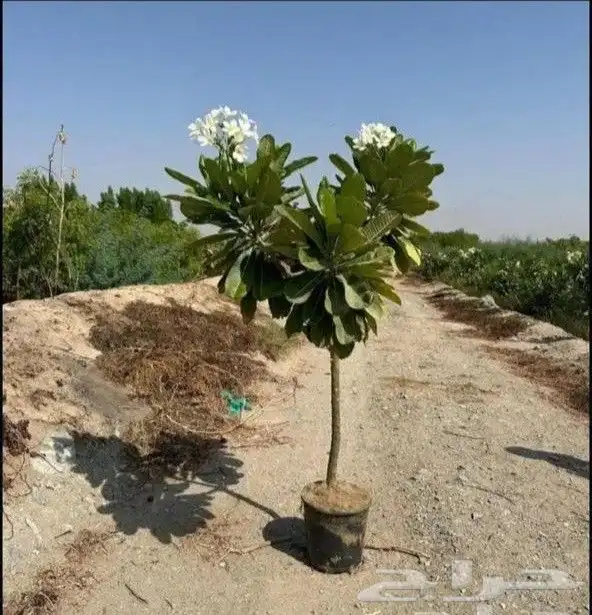 مزارع ومنسق حدائق 0