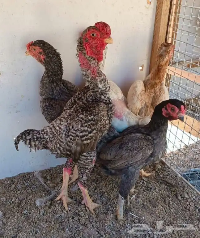 طقم كوشامو منتج ((( تم البيع ))) 13