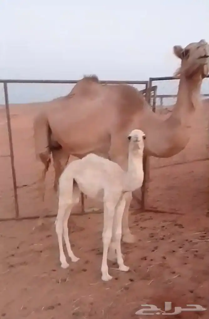 ناقه فيهى ثلاث حراير. تحتهى بكره مهجنه. 0