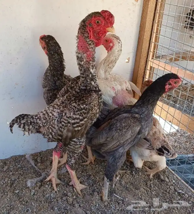 طقم كوشامو منتج ((( تم البيع ))) 0